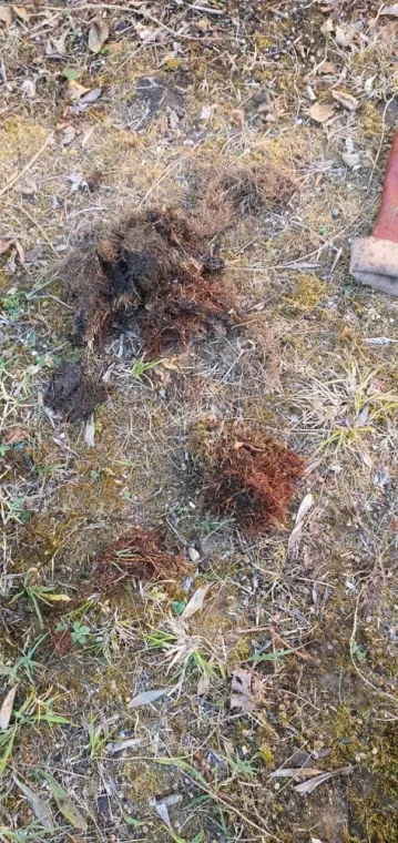 Racines dans une canalisation à Lavernose Lacasse