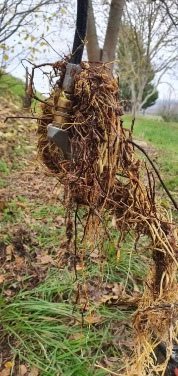 Canalisation envahie de racines